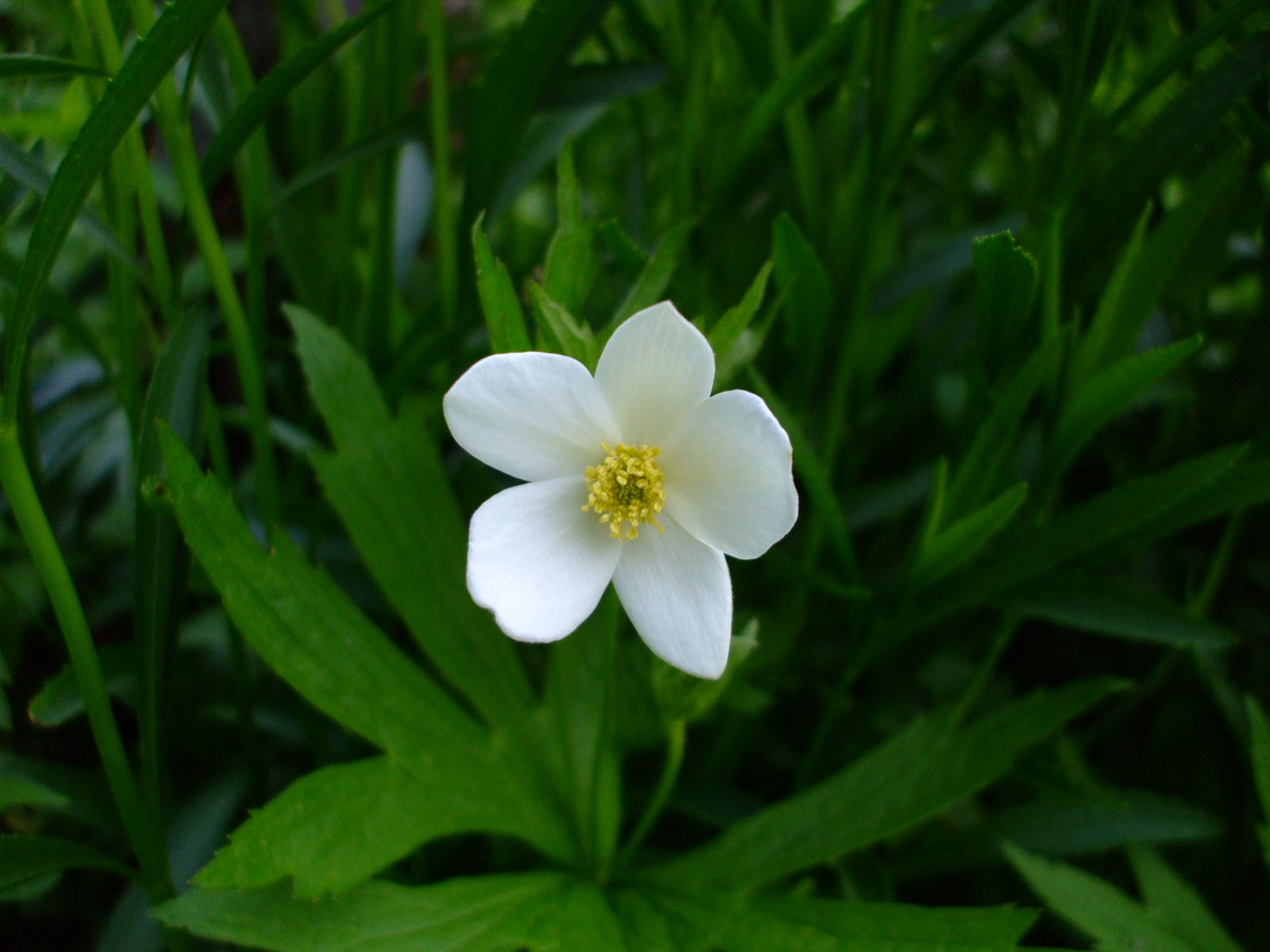 Anemone canadensis